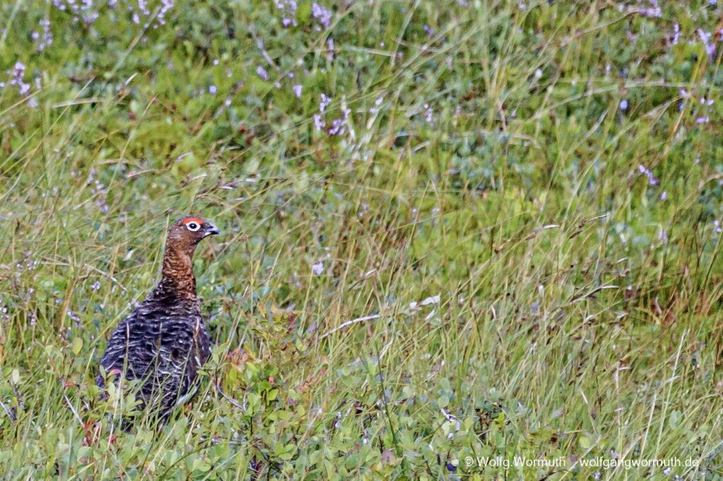 Moorschneehuhn bei der Aufzucht seiner Jungen.