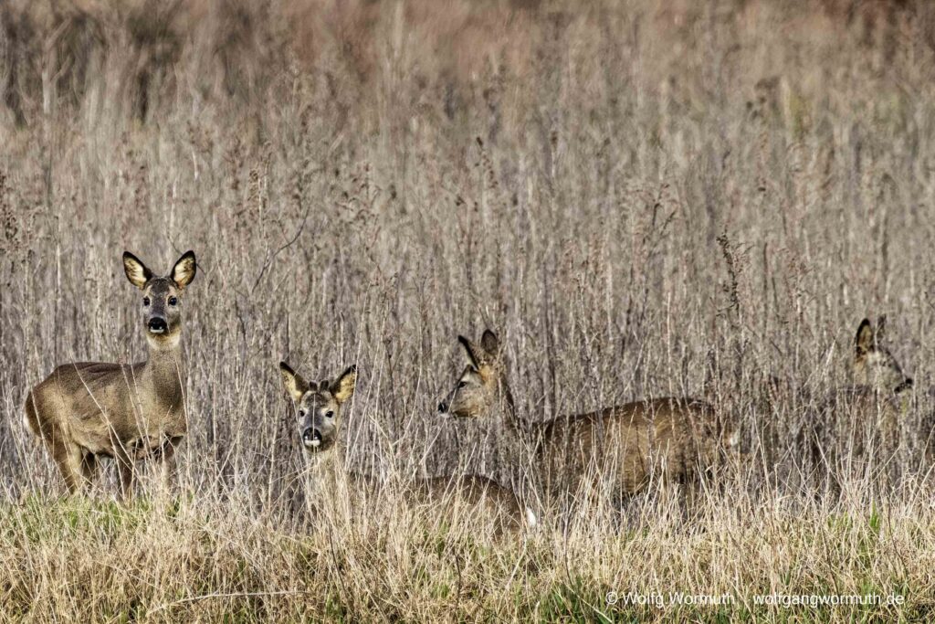 Vier Rehe auf Beobachtung in Gatow Rieselfelder Berlin Deutschland.