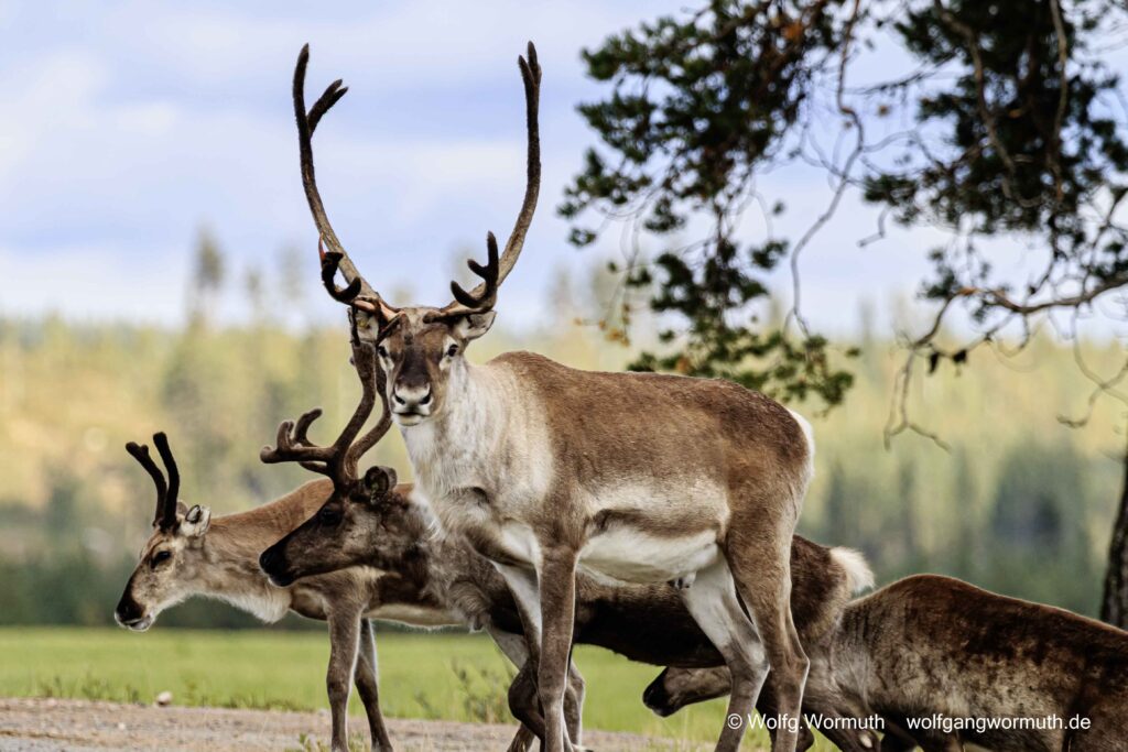 Rentierherde beim Wandern, eins mit Blick in die Kamera. Puolanka, Kainuu, Finnland.