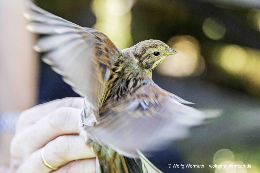 Rohrammer bei der NABU Beringung.