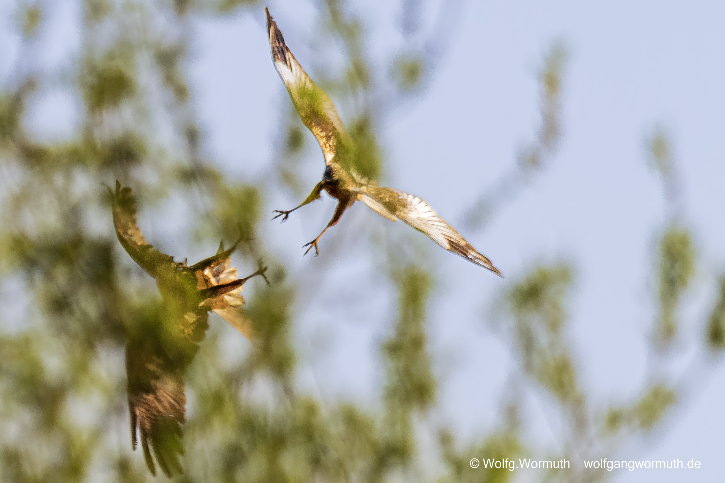 Rohrweichen Pärchen beim Hochzeitsflug.