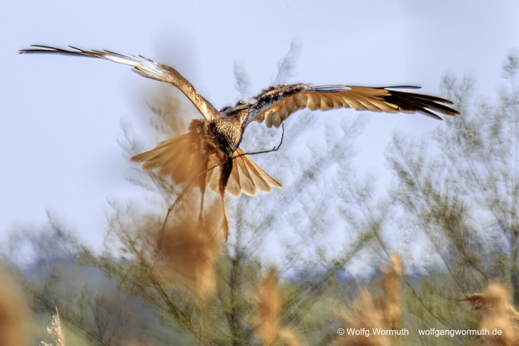 Rohrweihe beim Nestbau.