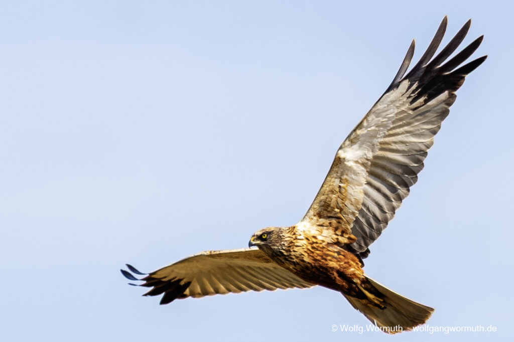 Rohrweihen Männchen im Anflug.