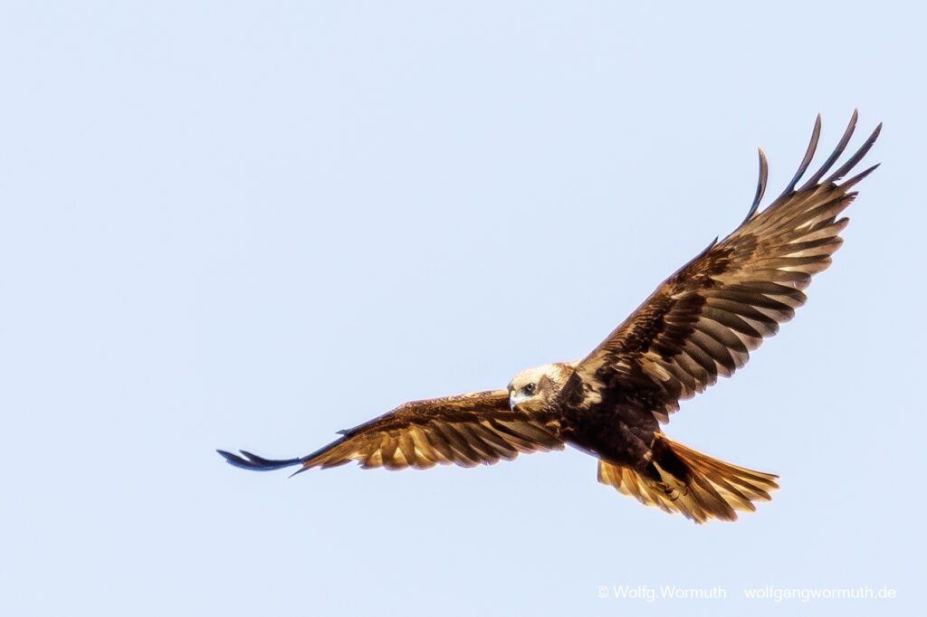 Rohrweihen Weibchen im Anflug.