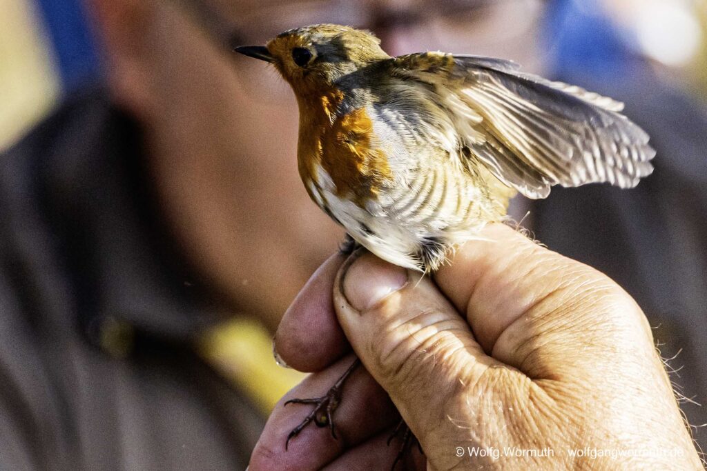 Rotkehlchen bei der NABU Beringung.