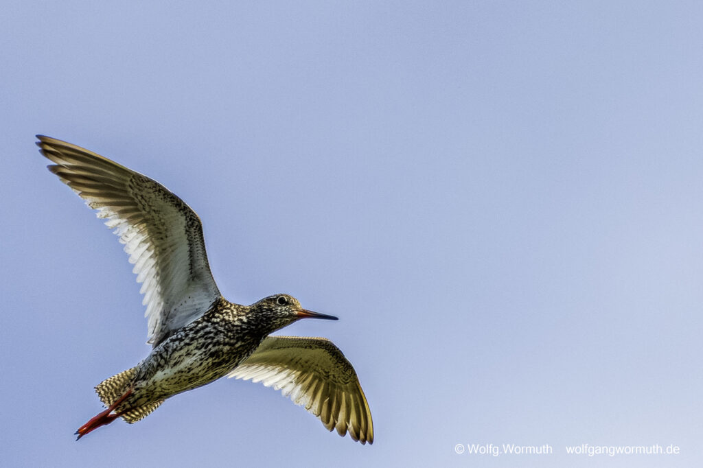 Rotschenke in der Luft.