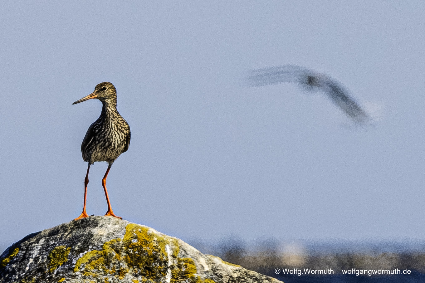 Rotschenkel auf einem Stein stehend.