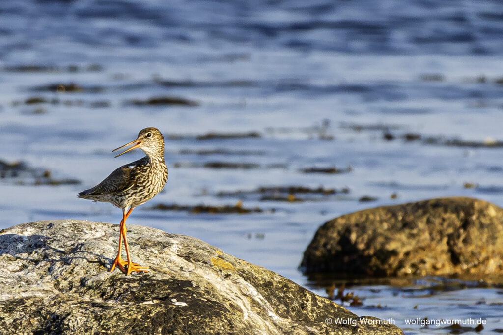 Rotschenkel auf einem Stein stehend.