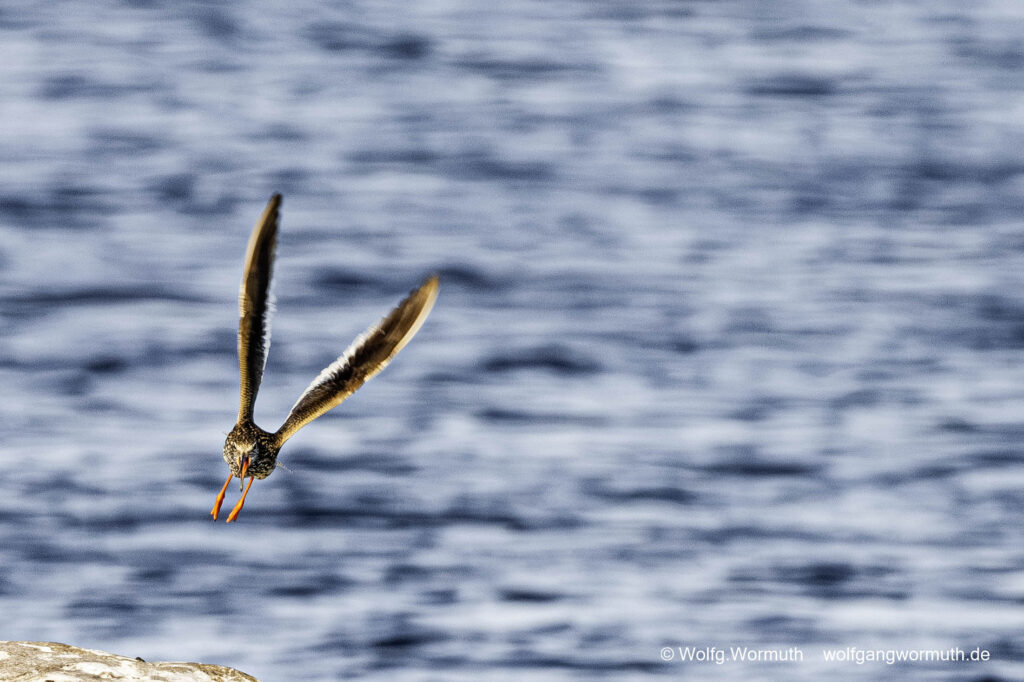 Rotschenke in der Luft.