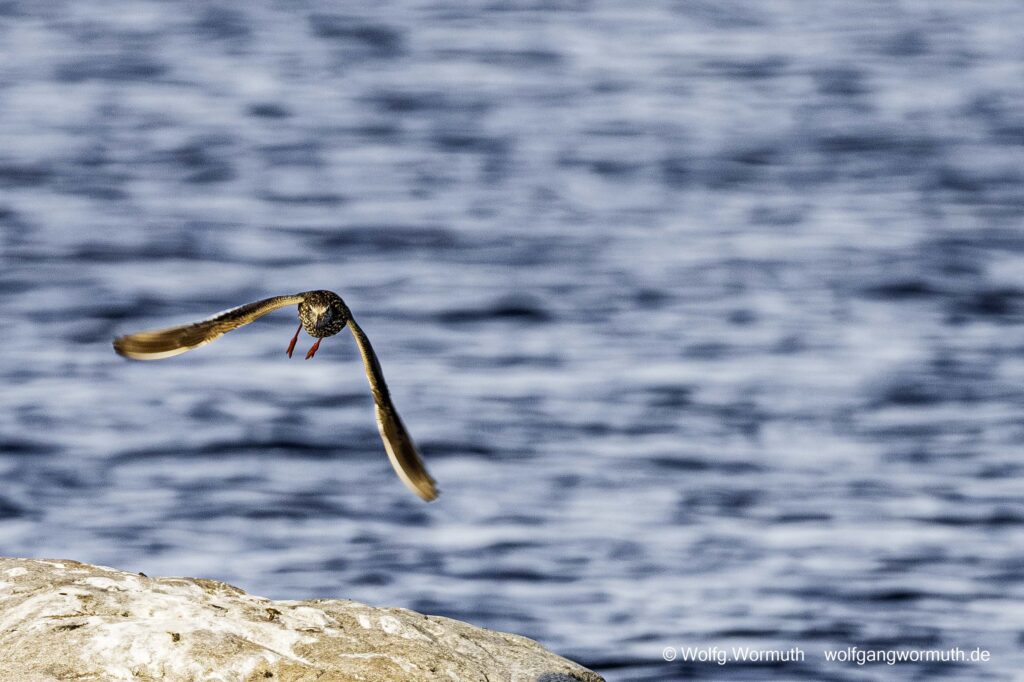 Rotschenke in der Luft.