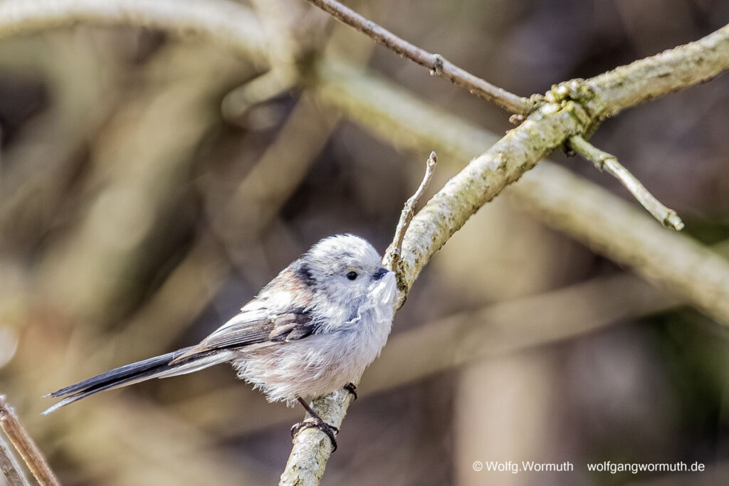 Schwanzmeise beim Nestbau.