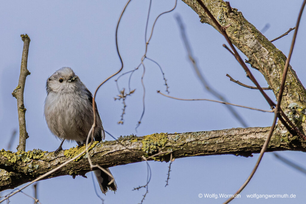 Schwanzmeise beim Nestbau.