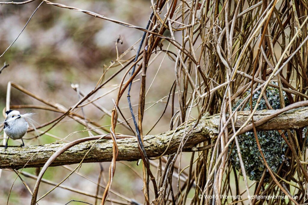 Schwanzmeise beim Nestbau.