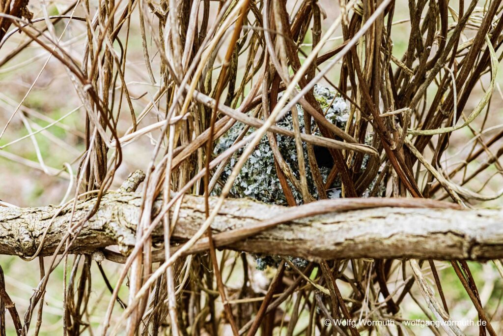 Schwanzmeise beim Nestbau.