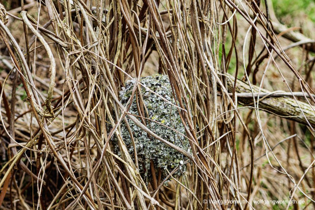 Schwanzmeise beim Nestbau.