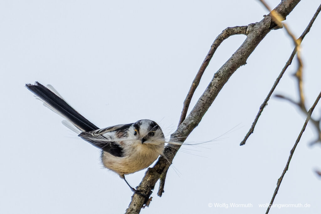 Schwanzmeise beim Nestbau.