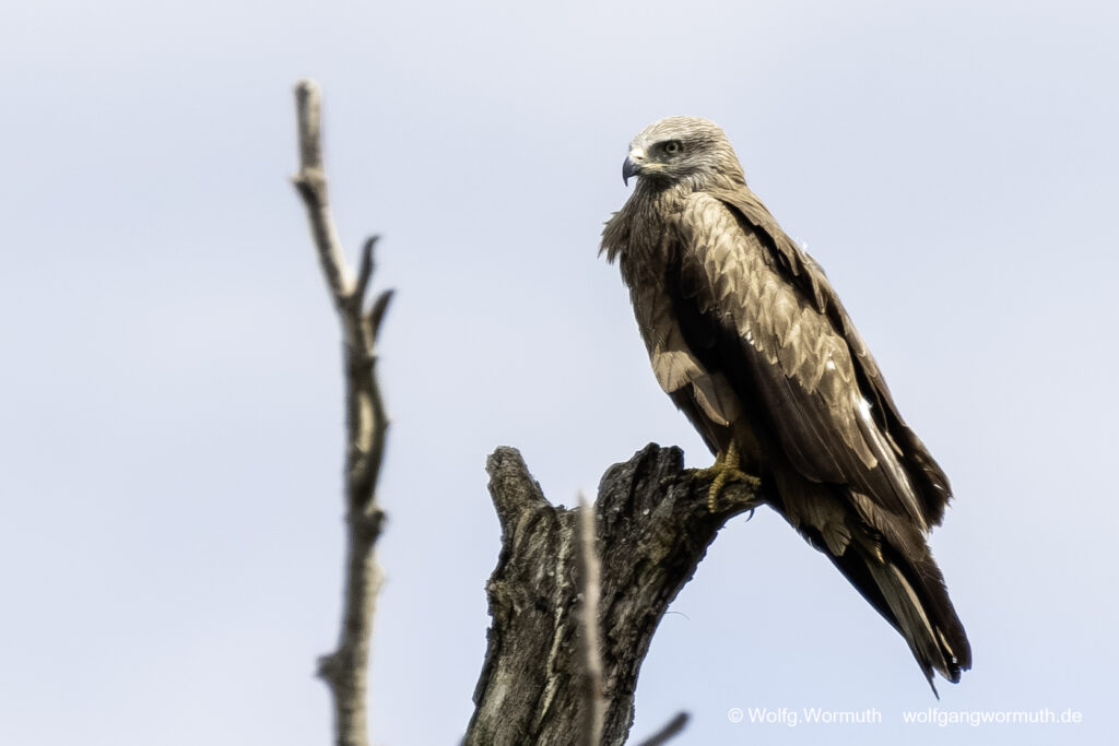 Schwarzmilan auf einem toten Baum sitzend.