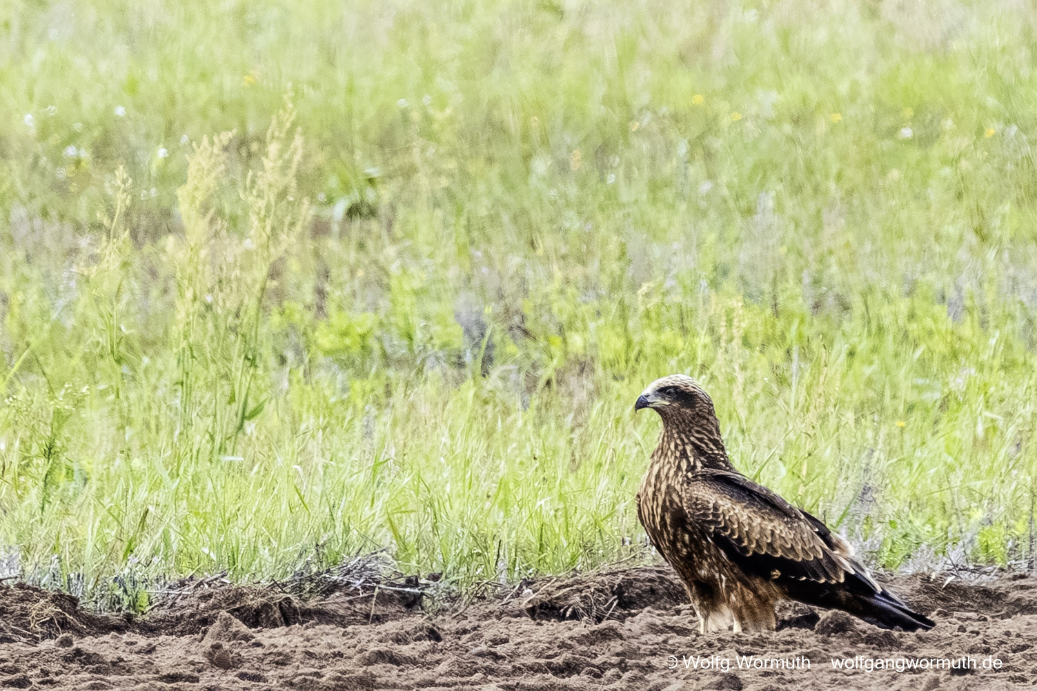 Schwarzmilan auf der Erde stehend am Feldrand.