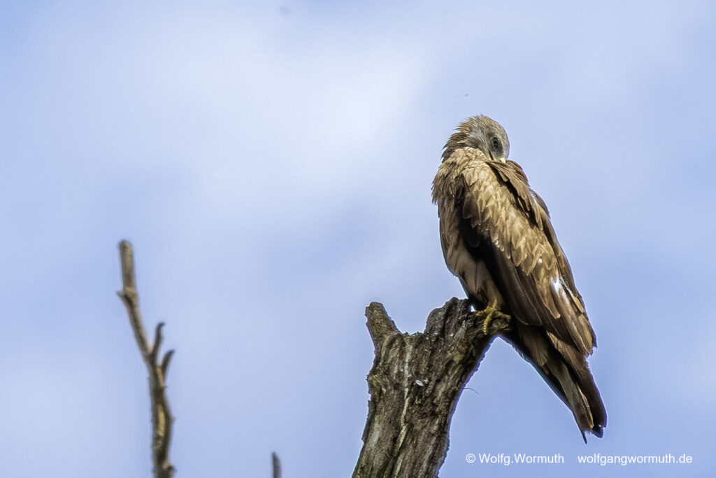 Schwarzmilan auf einem toten Baum sitzend.
