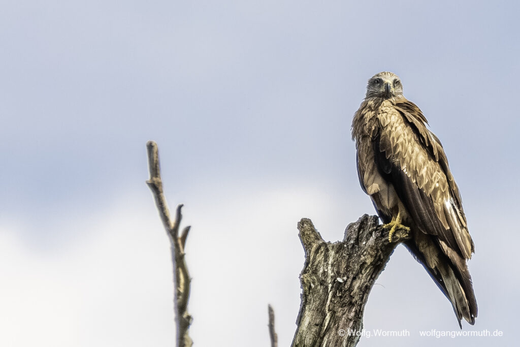 Schwarzmilan auf einem toten Baum sitzend.