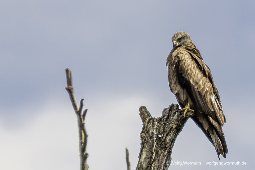 Schwarzmilan auf einem toten Baum sitzend.