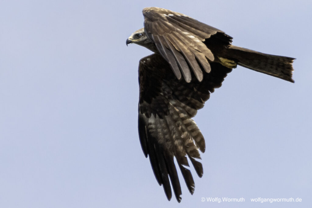 Schwarzmilan der gerade weg fliegt.
