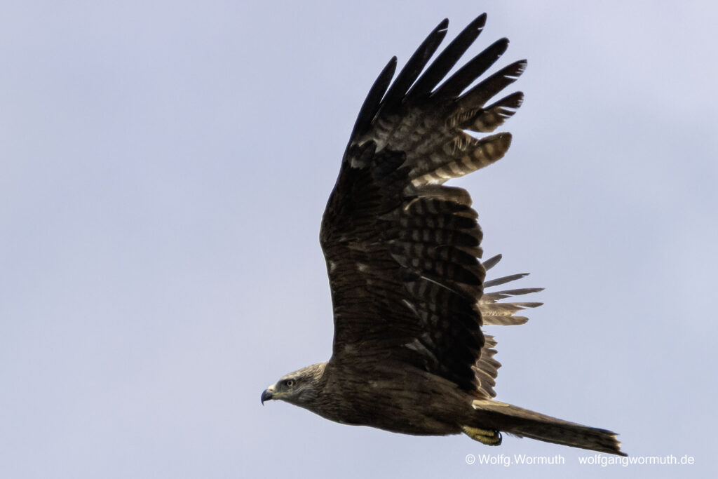 Schwarzmilan der gerade weg fliegt.