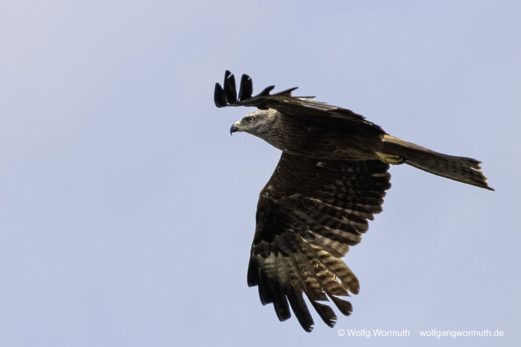 Schwarzmilan der gerade weg fliegt.