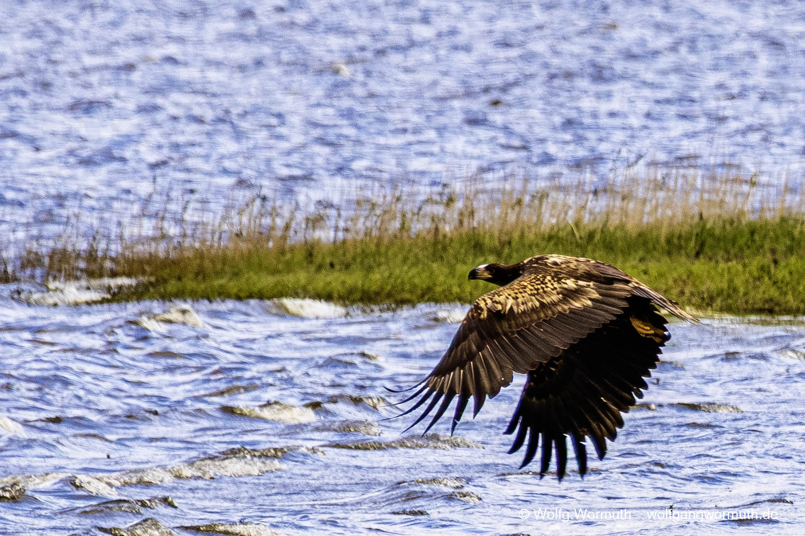 Junge Seeadler am Gülper See bei der Futtersuche. Drei junge Seeadler.