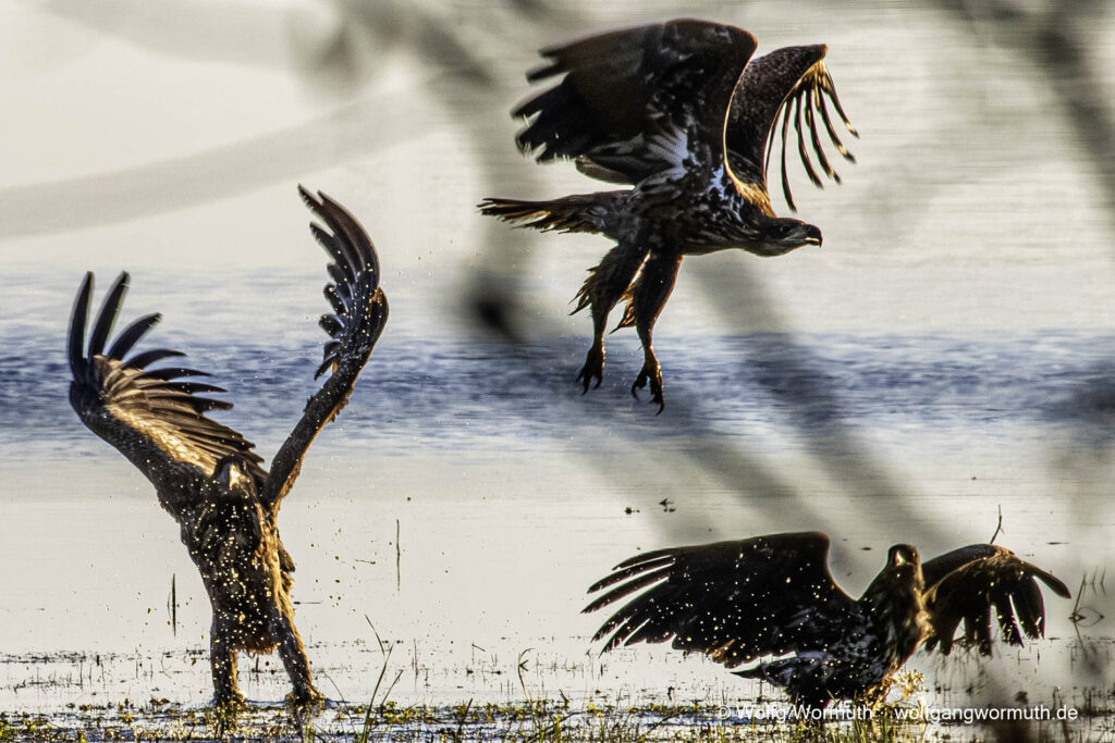 Junge Seeadler am Gülper See bei der Futtersuche. Drei junge Seeadler.