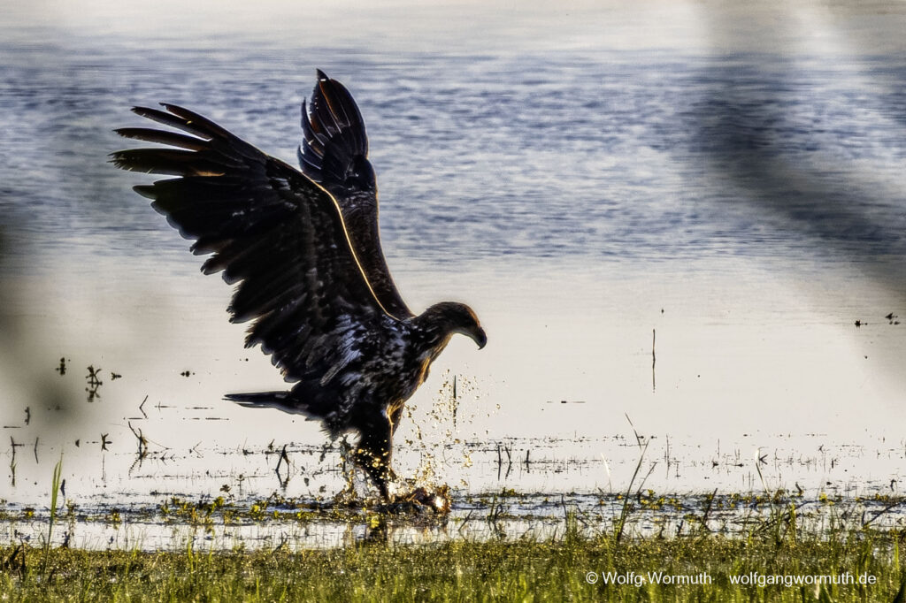 Junge Seeadler am Gülper See bei der Futtersuche. Drei junge Seeadler.