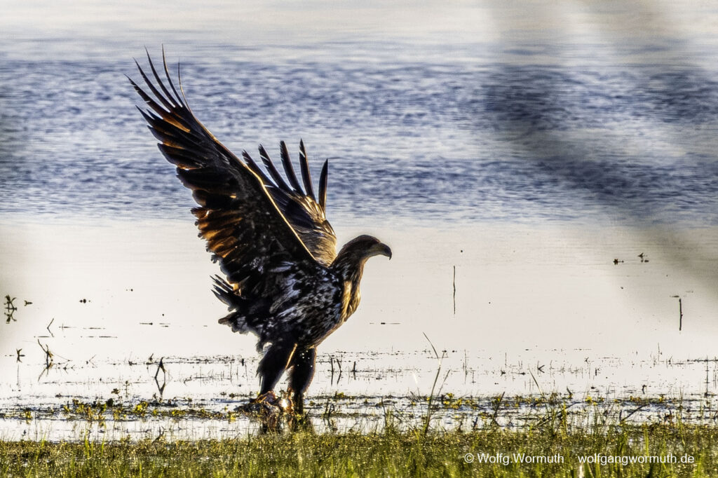 Junge Seeadler am Gülper See bei der Futtersuche. Drei junge Seeadler.