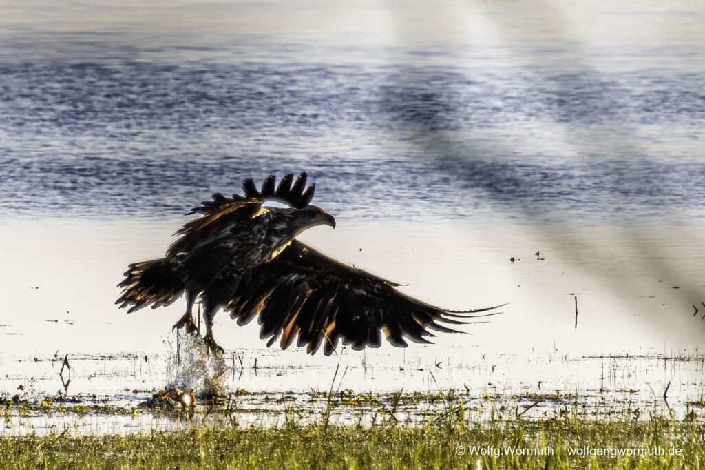 Junge Seeadler am Gülper See bei der Futtersuche. Drei junge Seeadler.