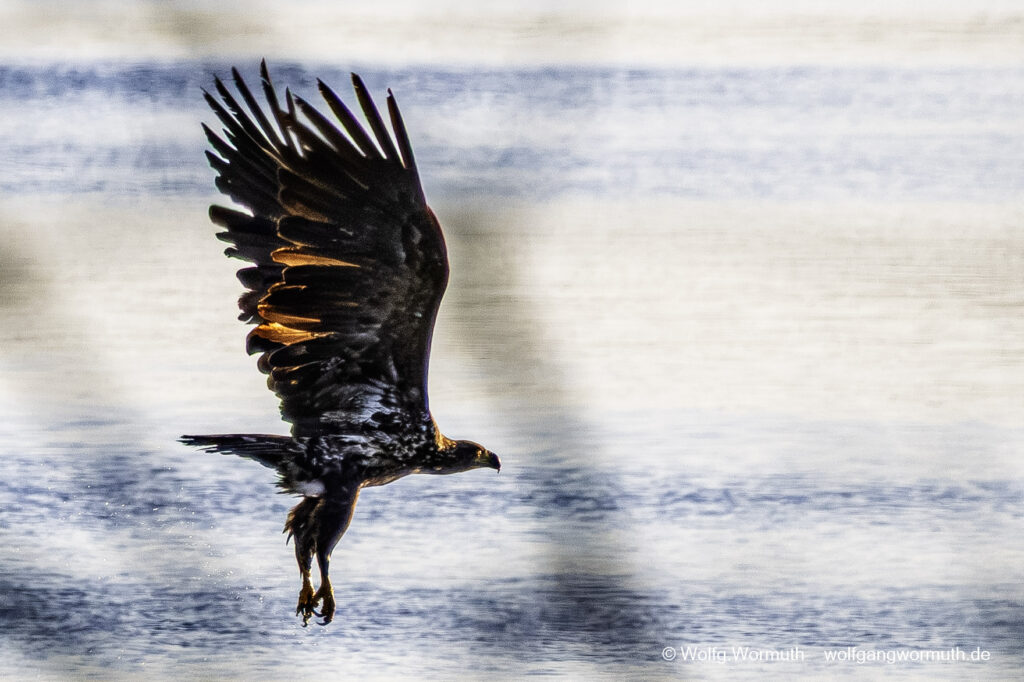 Junge Seeadler am Gülper See bei der Futtersuche. Drei junge Seeadler.