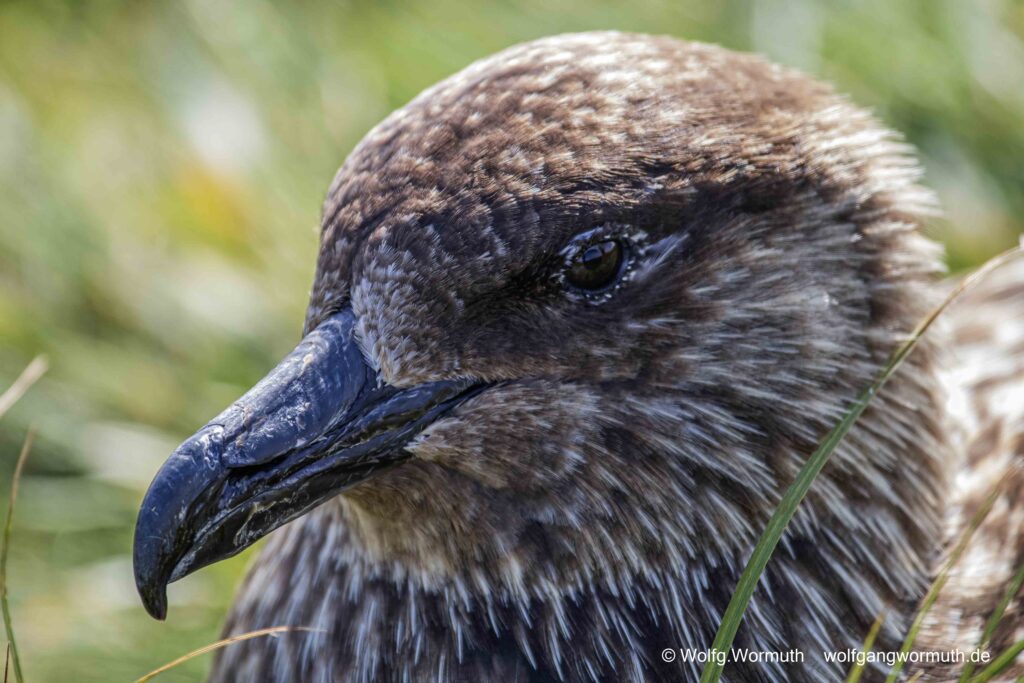Skua Kopfaufnahme.