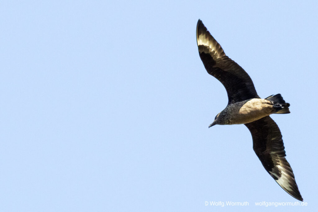 Skua in der Luft.