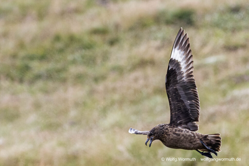 Skua beim fliegen von der vorderen Seite.