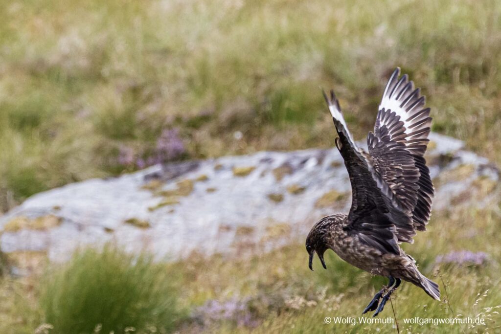 Skua beim fliegen von der vorderen Seite.