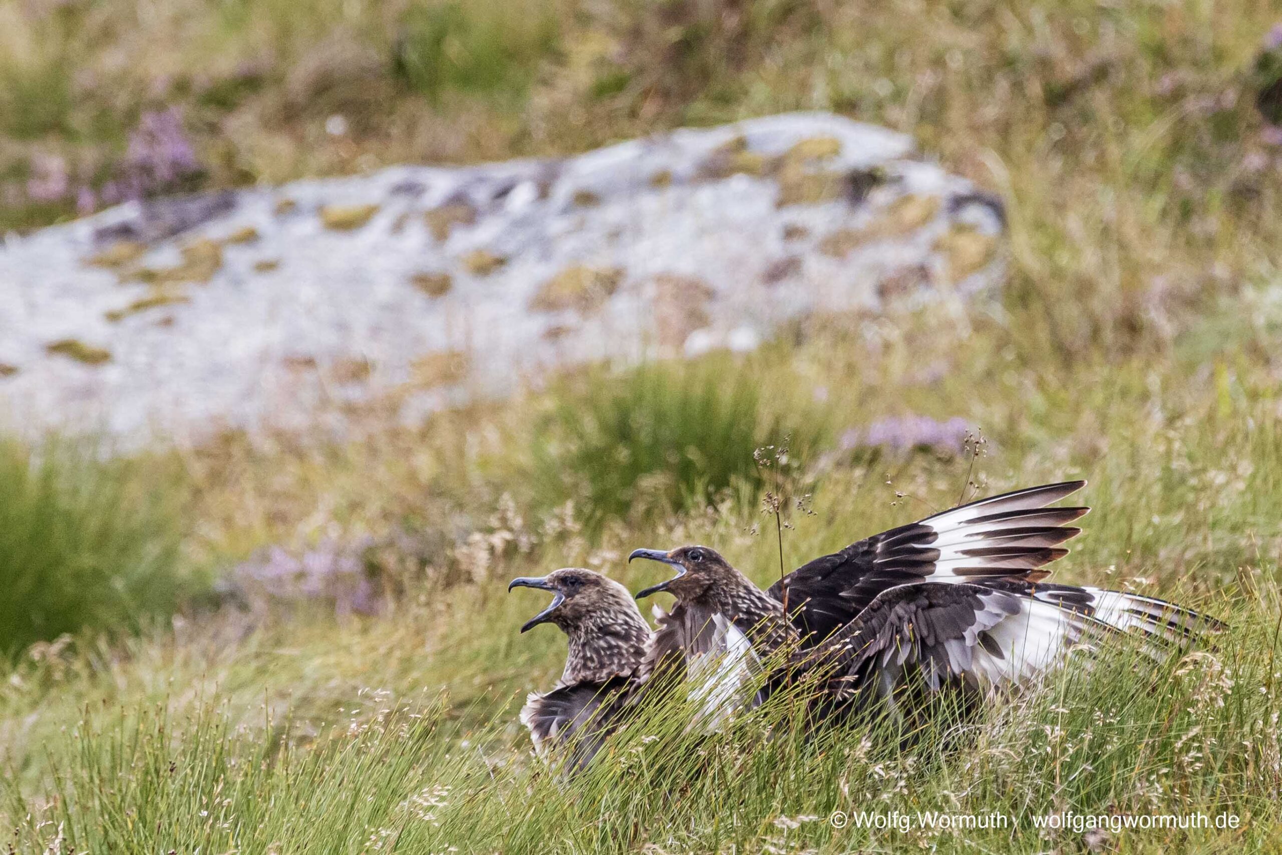 Zwei Skua auf einer Wiese schimpfend.