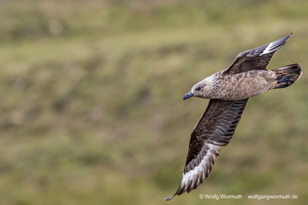 Skua beim fliegen von der vorderen Seite.