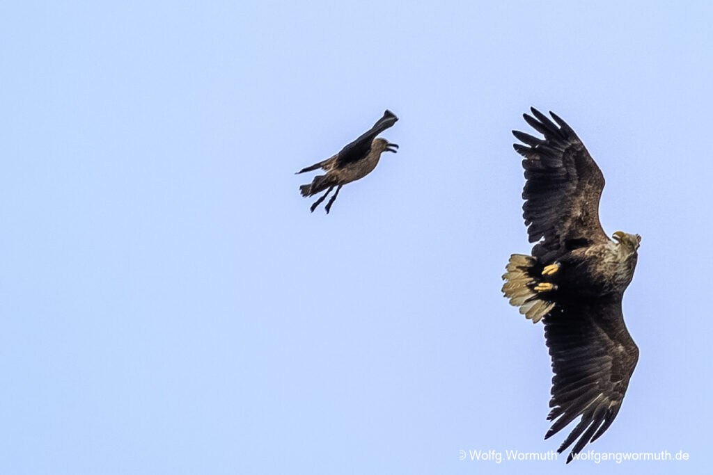 Skua greift in der Luft Seeadler an.