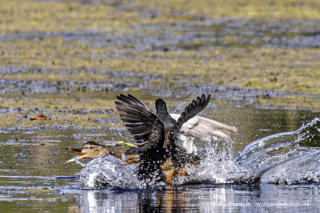 Teichhuhn und Stockente kämpfen um Schutz ihrer Jungen.