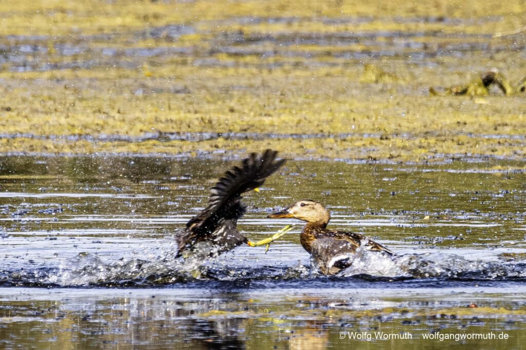 Teichhuhn und Stockente kämpfen um Schutz ihrer Jungen.