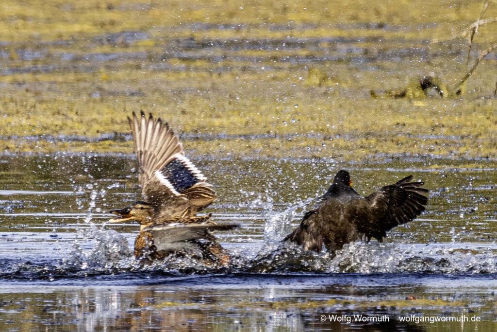 Teichhuhn und Stockente kämpfen um Schutz ihrer Jungen.