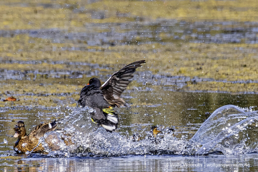 Teichhuhn und Stockente kämpfen um Schutz ihrer Jungen.