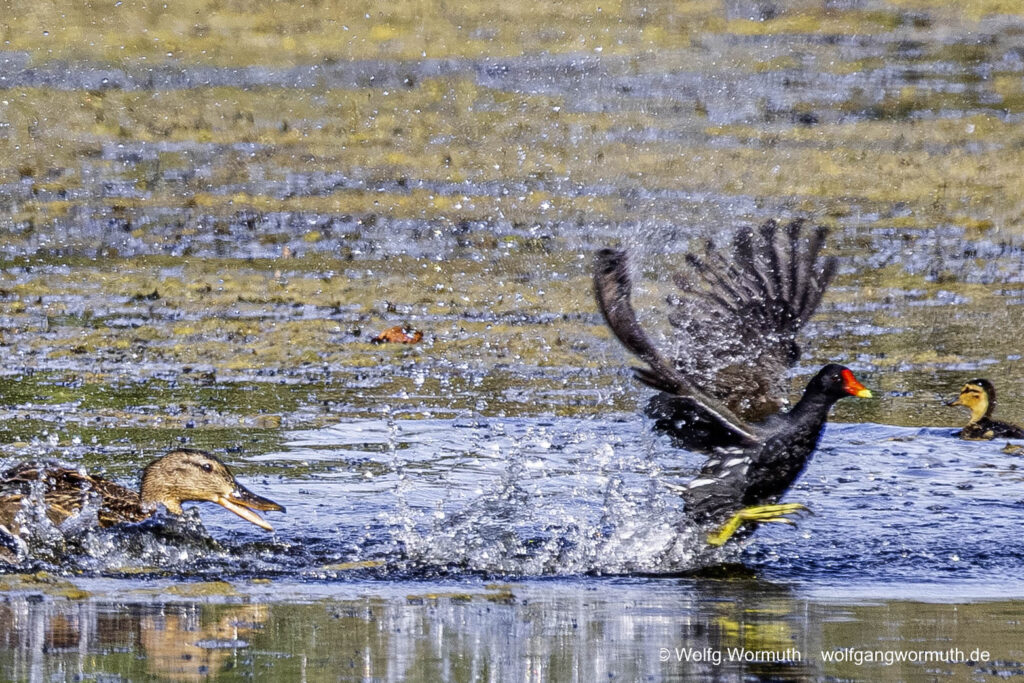 Teichhuhn und Stockente kämpfen um Schutz ihrer Jungen.