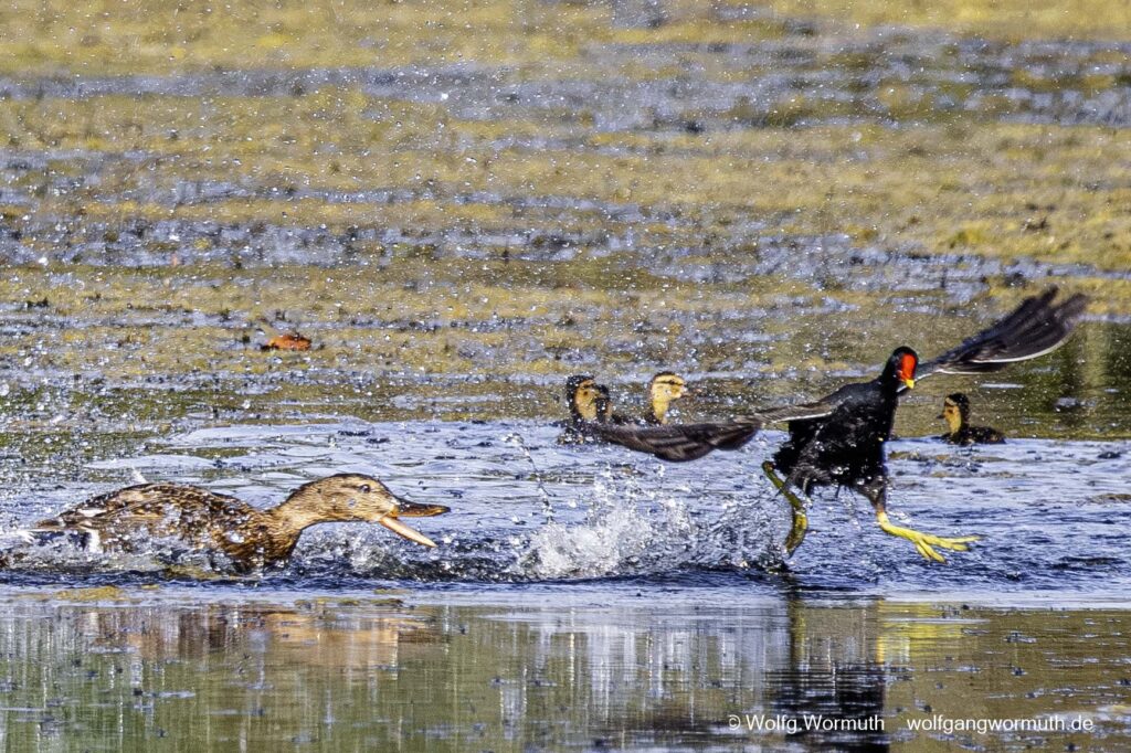 Teichhuhn und Stockente kämpfen um Schutz ihrer Jungen.