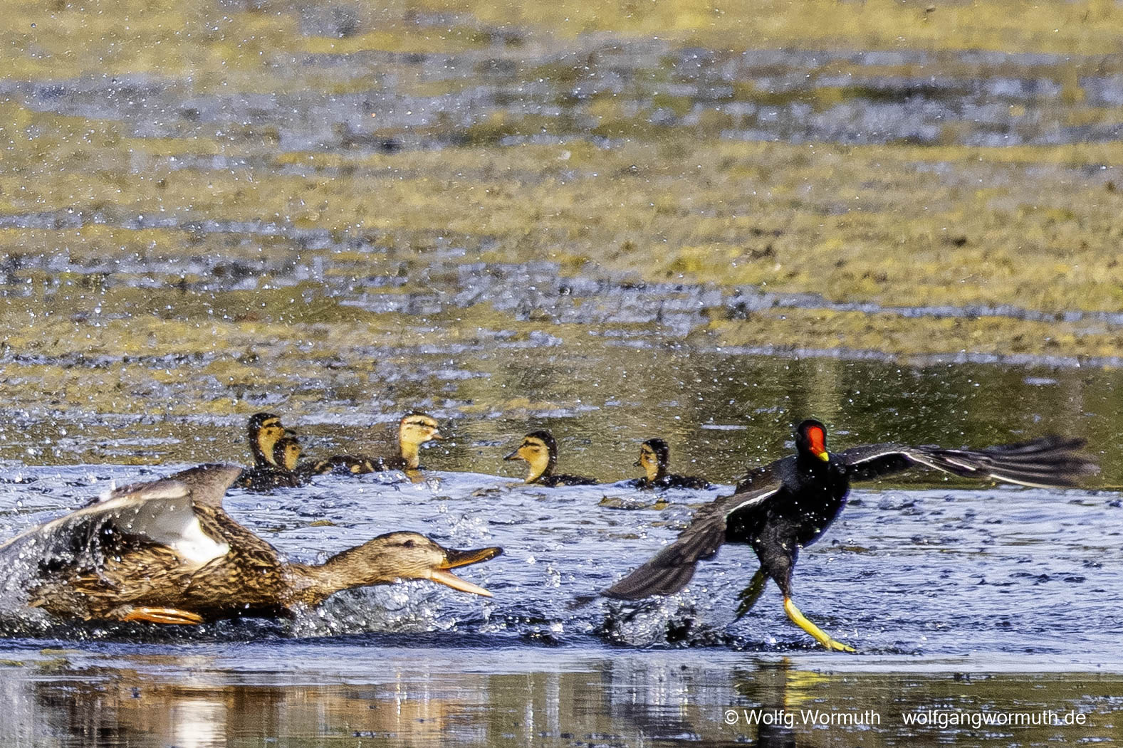Teichhuhn und Stockente kämpfen um Schutz ihrer Jungen.