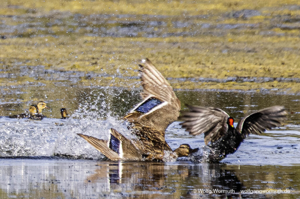 Teichhuhn und Stockente kämpfen um Schutz ihrer Jungen.