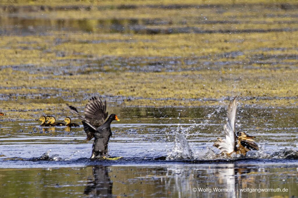 Teichhuhn und Stockente kämpfen um Schutz ihrer Jungen.